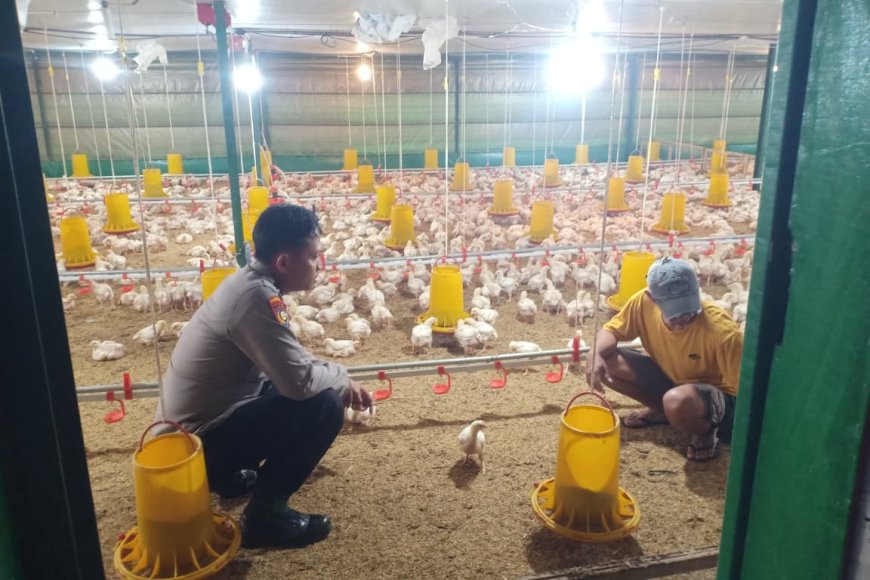 Dukung Ketahanan Pangan, Bhabinkamtibmas Polsek Balerejo Sambangi Peternak Ayam di Desa Kedungjati